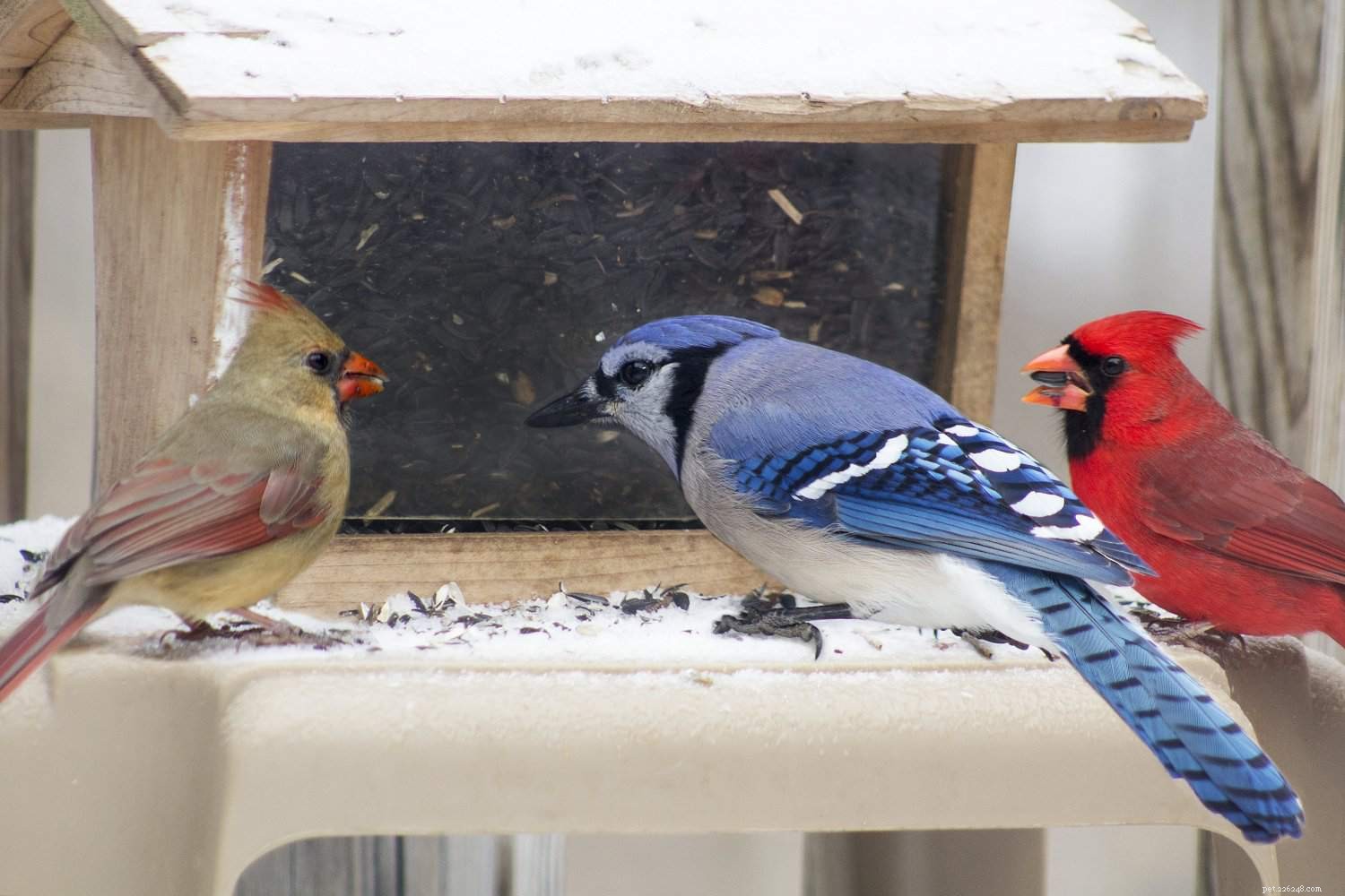 Understanding and Managing Stress in Pet Birds