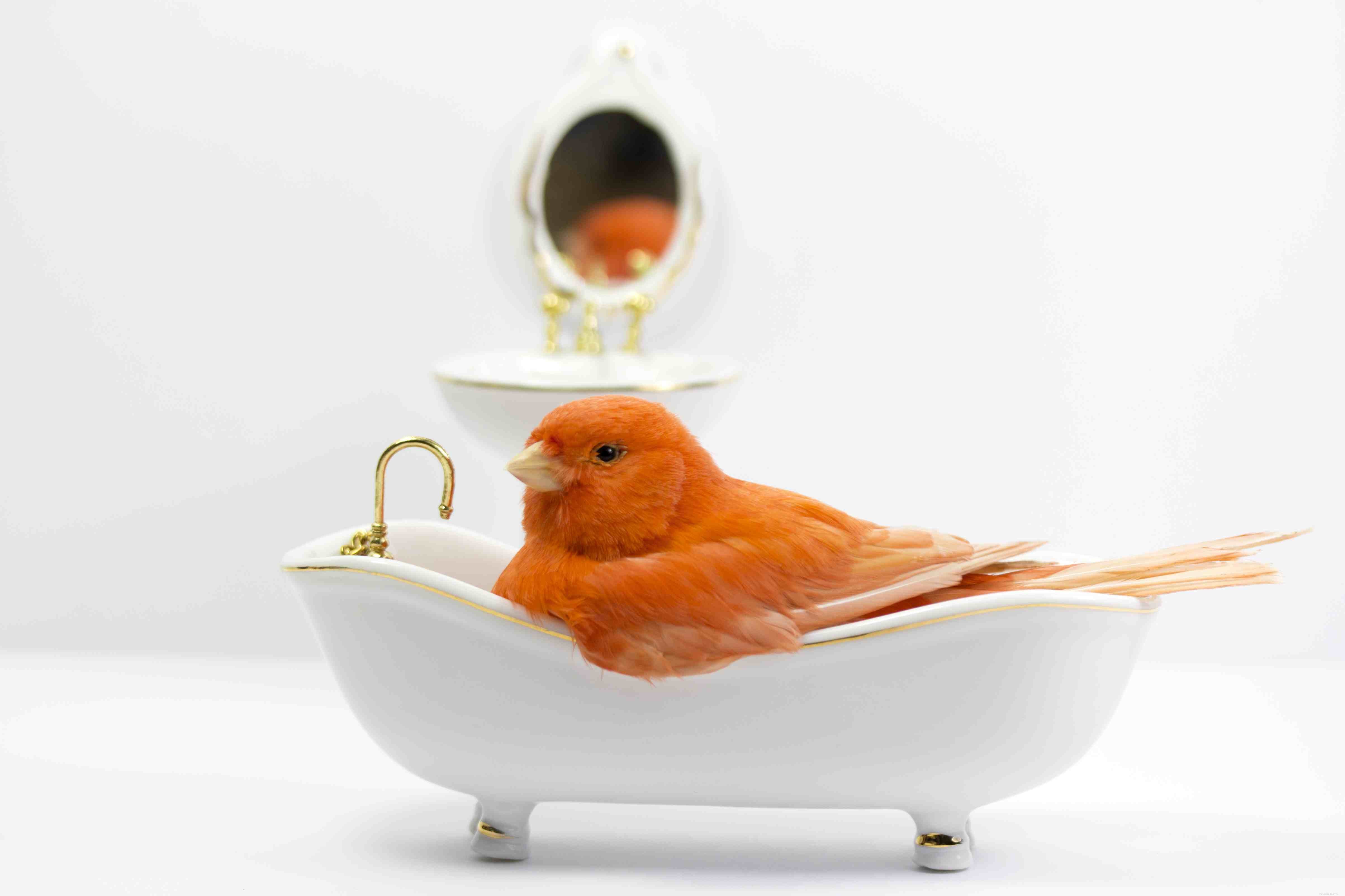 Understanding and Managing Stress in Pet Birds