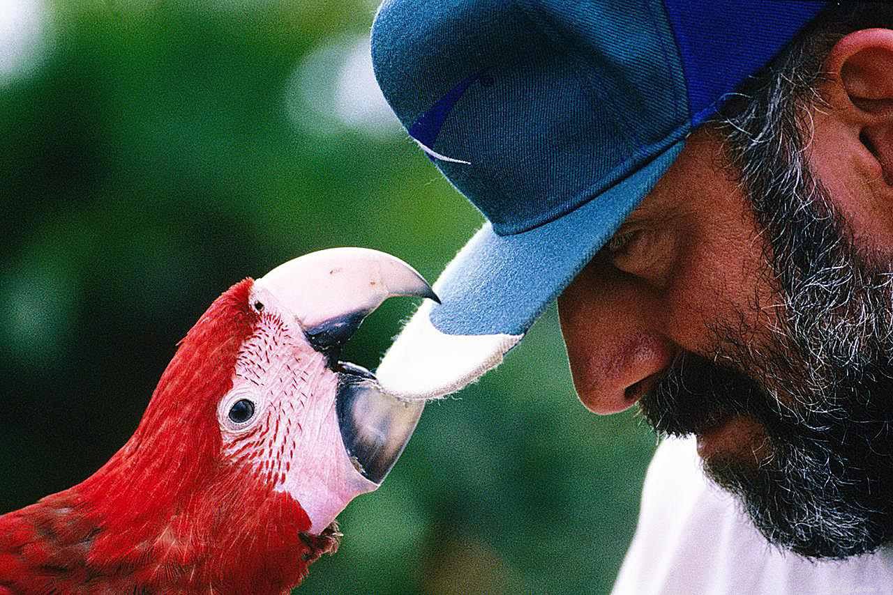 Understanding and Managing Stress in Pet Birds