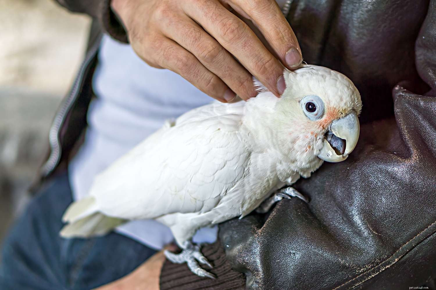 Understanding and Managing Stress in Pet Birds