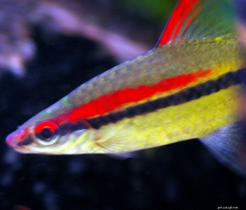 Comprehensive Guide to Barb Fish Care: Habitat, Social Needs & Tank Mates