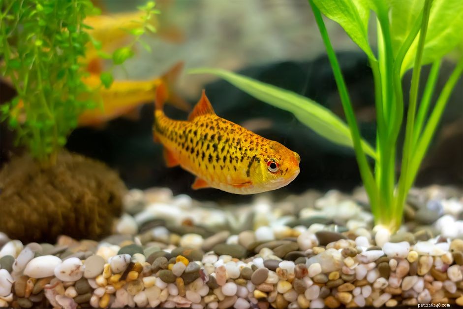 Comprehensive Guide to Barb Fish Care: Habitat, Social Needs & Tank Mates