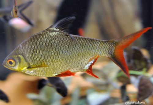 Comprehensive Guide to Barb Fish Care: Habitat, Social Needs & Tank Mates