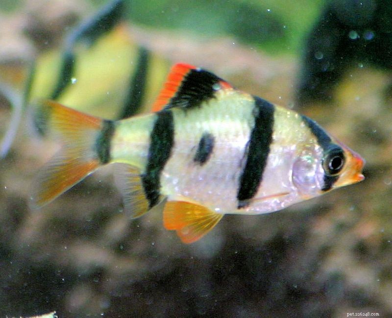 Comprehensive Guide to Barb Fish Care: Habitat, Social Needs & Tank Mates