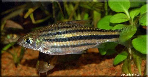 Comprehensive Guide to Barb Fish Care: Habitat, Social Needs & Tank Mates