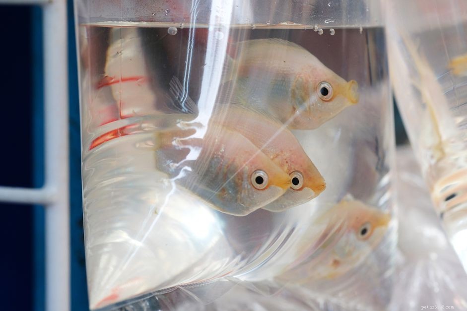 Expert Guide to Stress‑Free Saltwater Fish Relocation