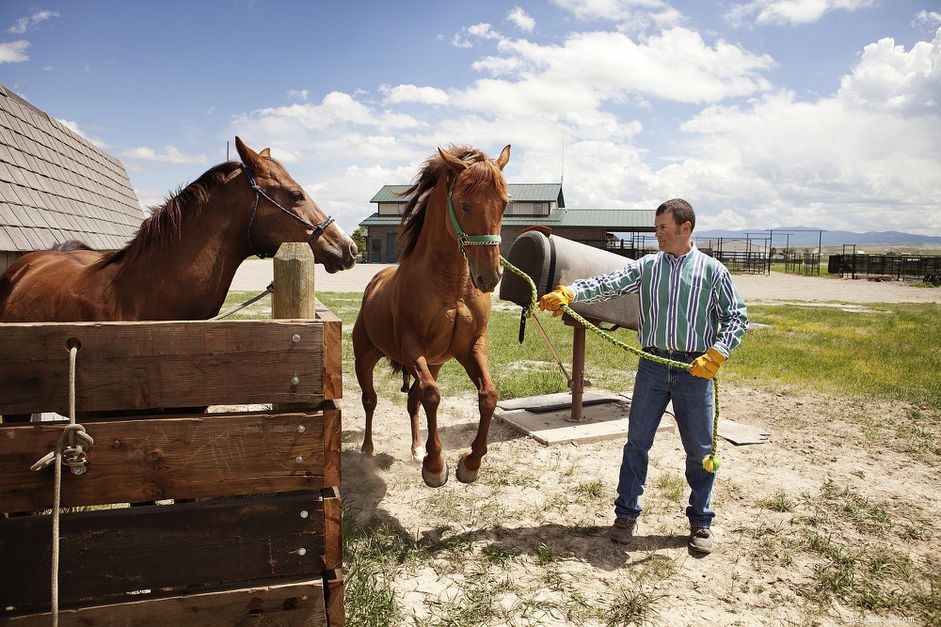 Beginner’s Guide: Choosing a Stallion, Gelding, or Mare for Your First Horse