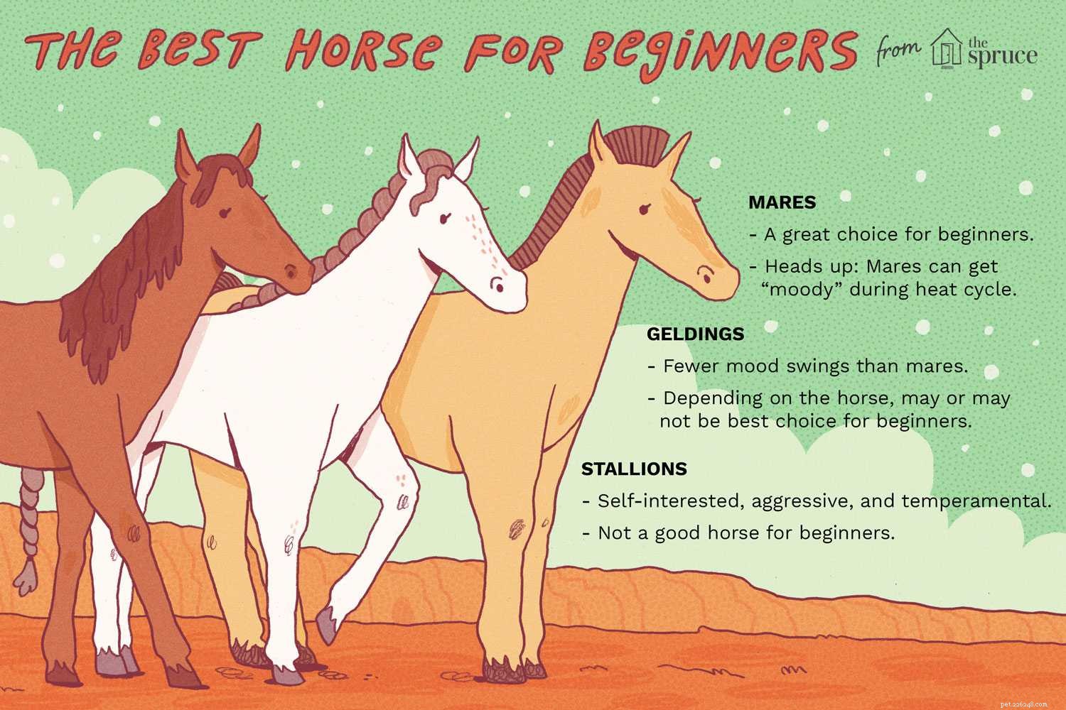 Beginner’s Guide: Choosing a Stallion, Gelding, or Mare for Your First Horse