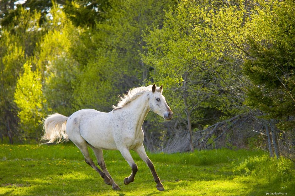 Preventing Sunburn and Photosensitivity in Horses: Essential Care Tips