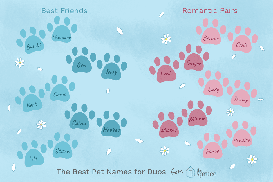 Creative Pet Pair Names: Fun & Unique Ideas for Cats, Dogs & More