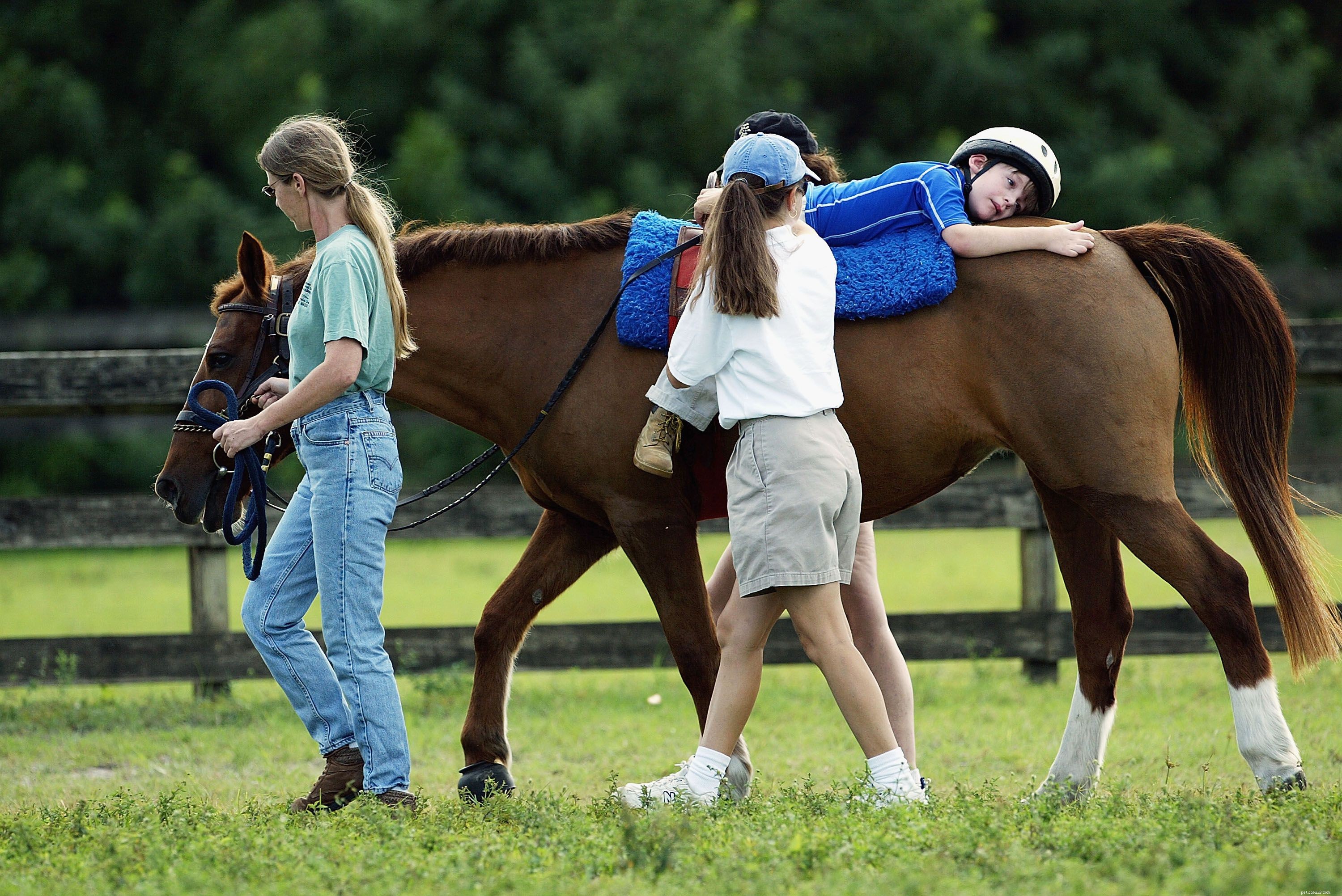 Top Therapy Animals: Comfort & Care for All