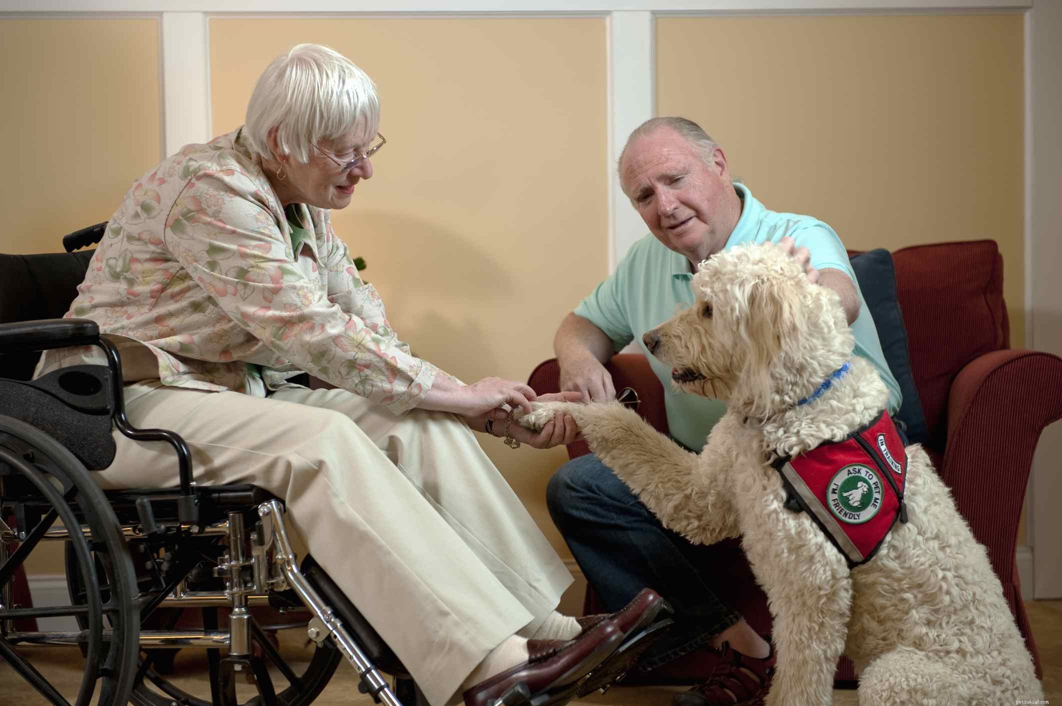 Top Therapy Animals: Comfort & Care for All