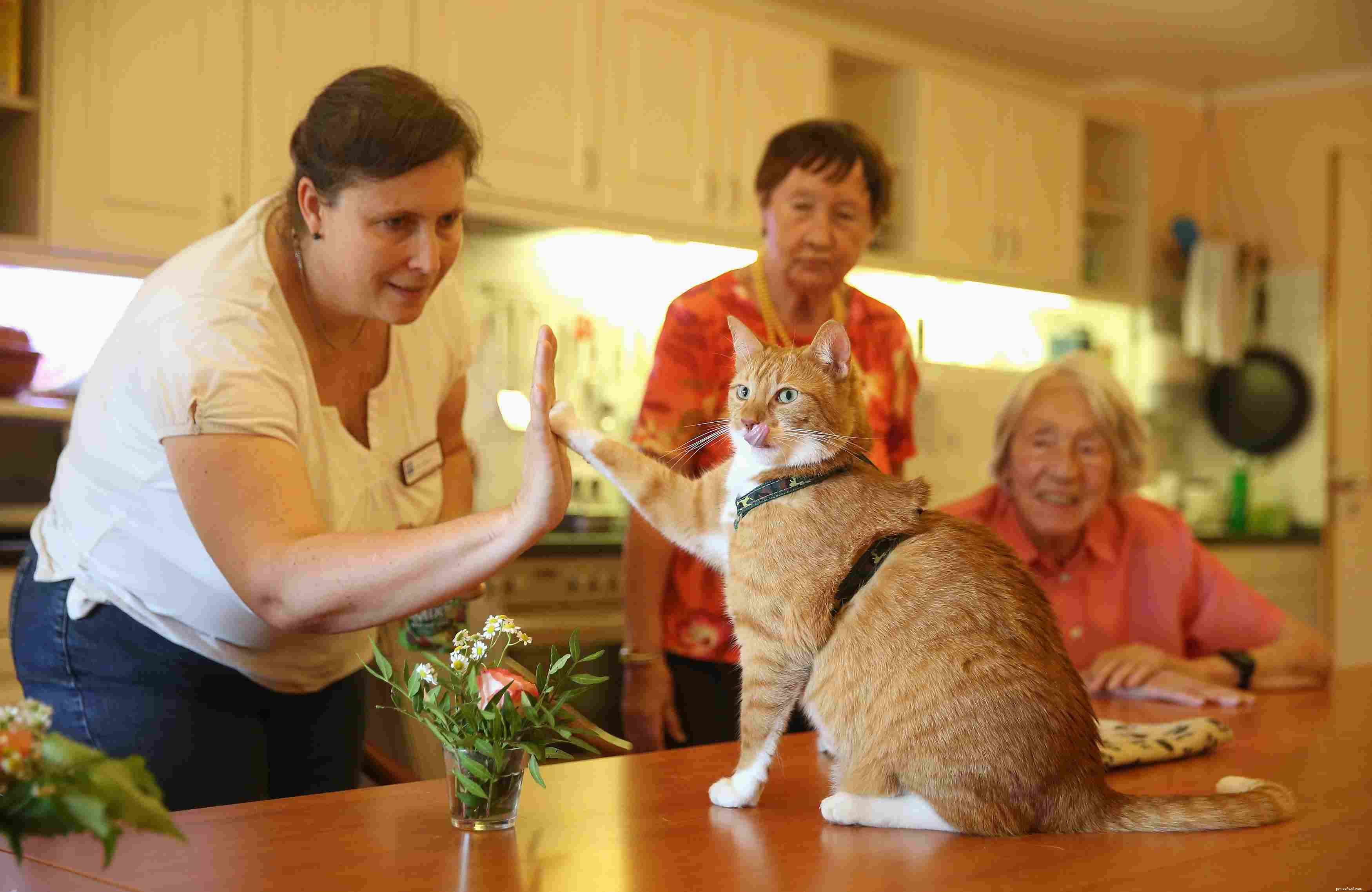 Top Therapy Animals: Comfort & Care for All