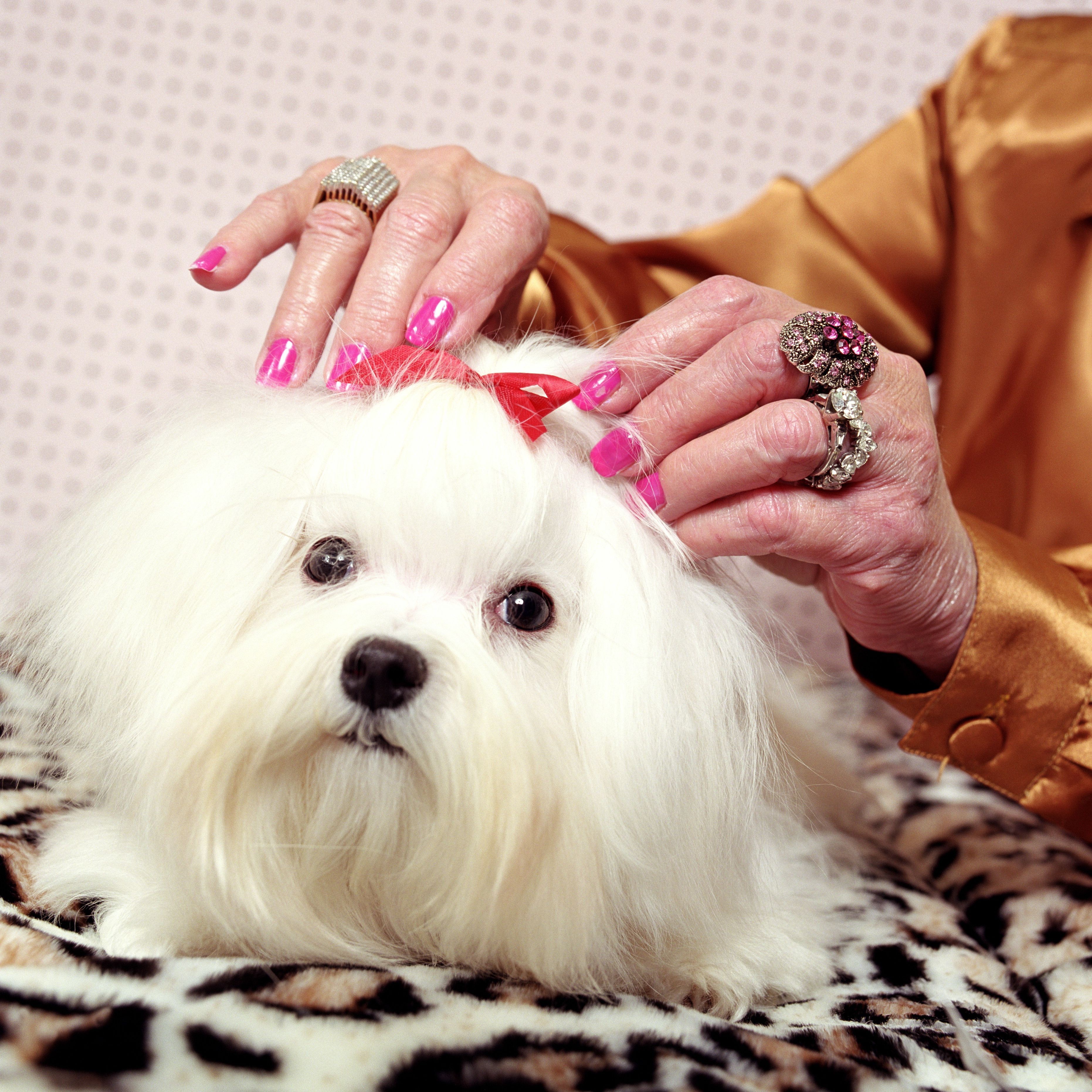 Essential Guide for First‑Time Dog Owners: Tips & Advice