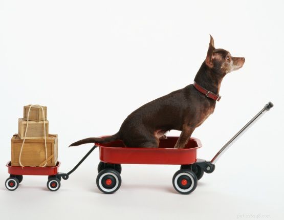 Essential Guide for First‑Time Dog Owners: Tips & Advice