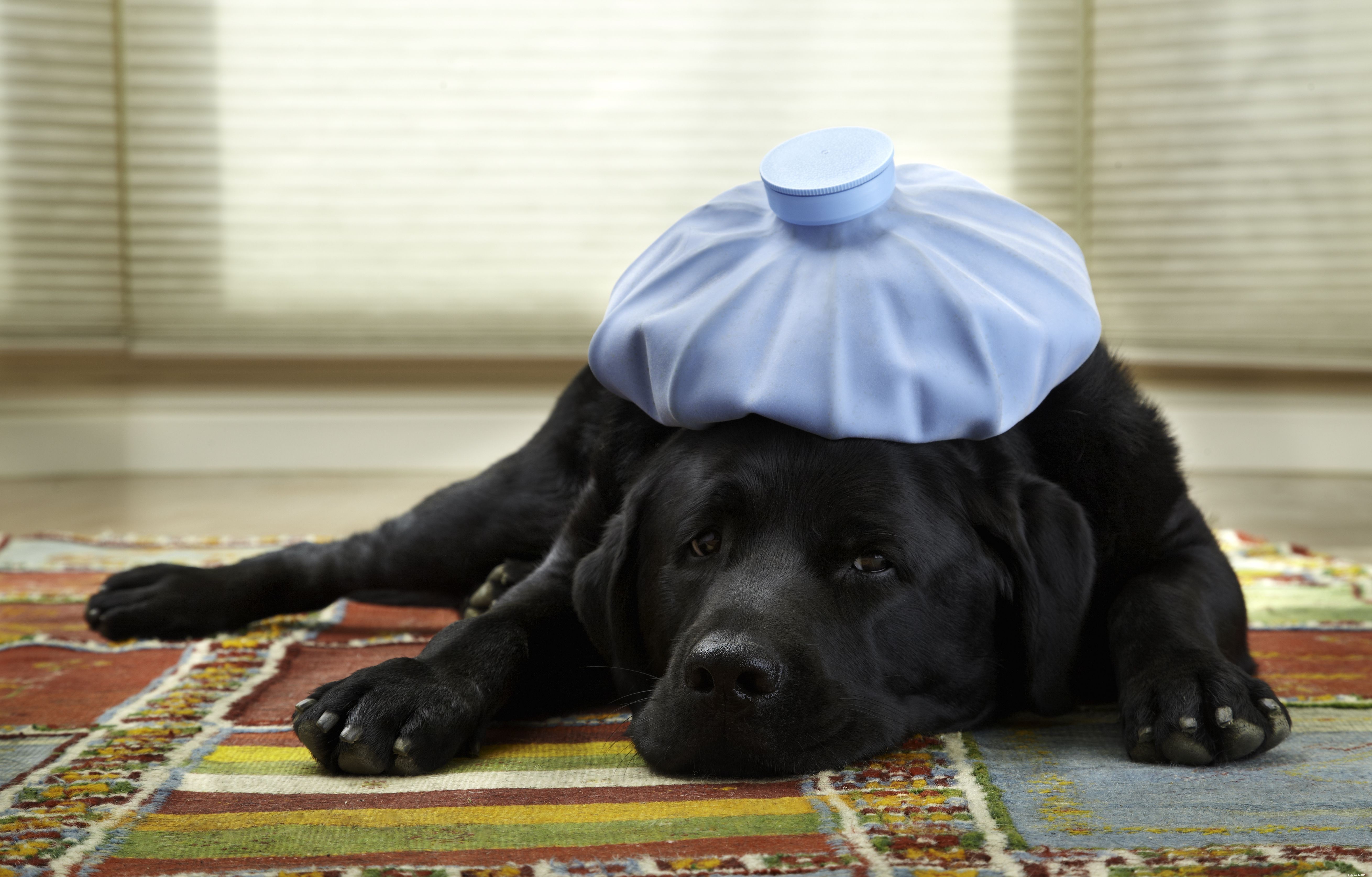 Essential Guide for First‑Time Dog Owners: Tips & Advice