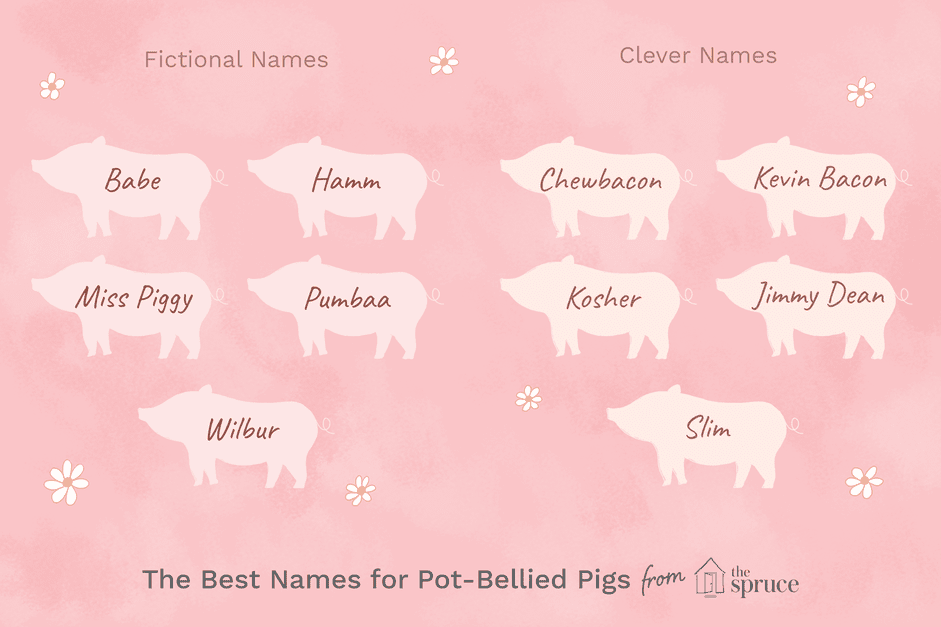 46 Creative Names for Your Pot‑Bellied Pig