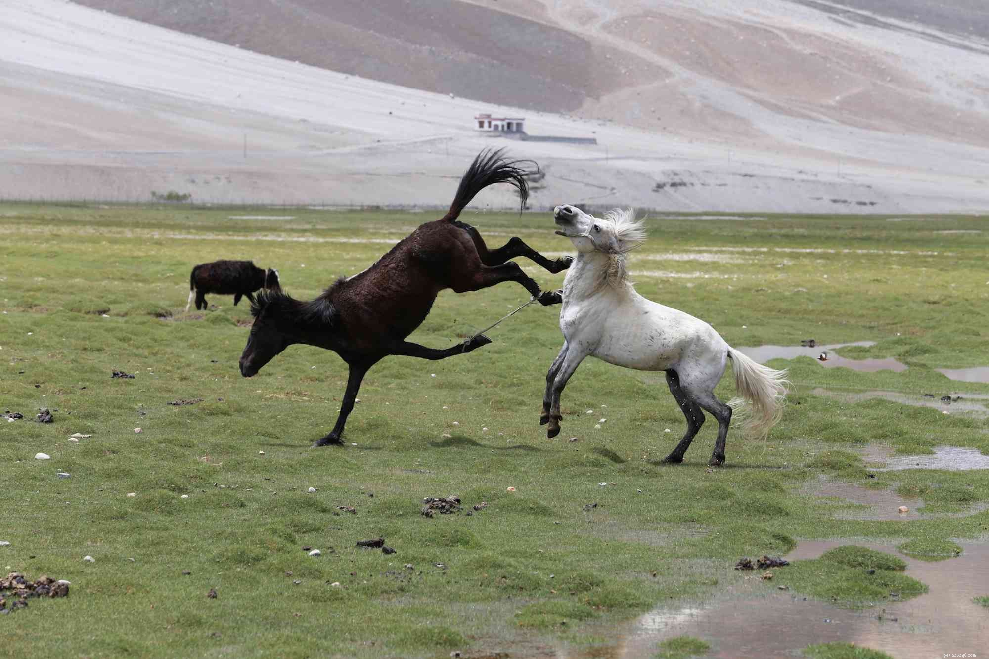 Managing Pasture Bullies: Protect Your Horses with Proven Strategies
