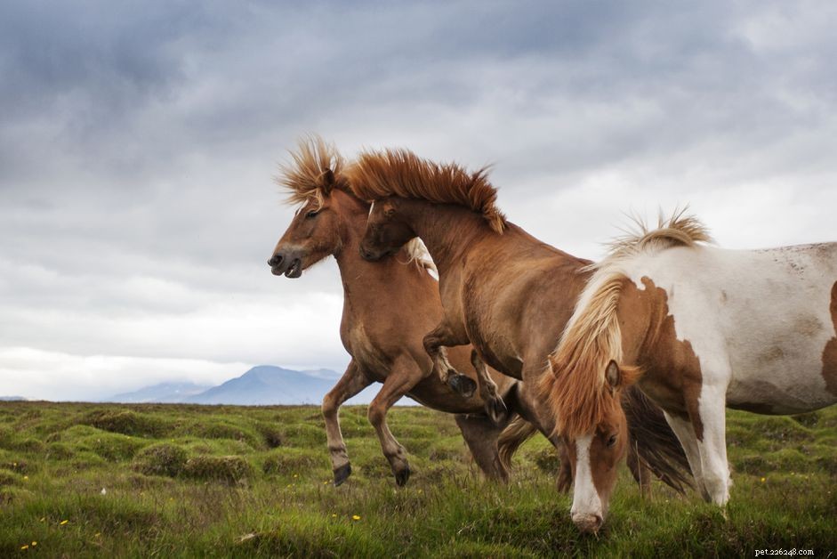 Managing Pasture Bullies: Protect Your Horses with Proven Strategies