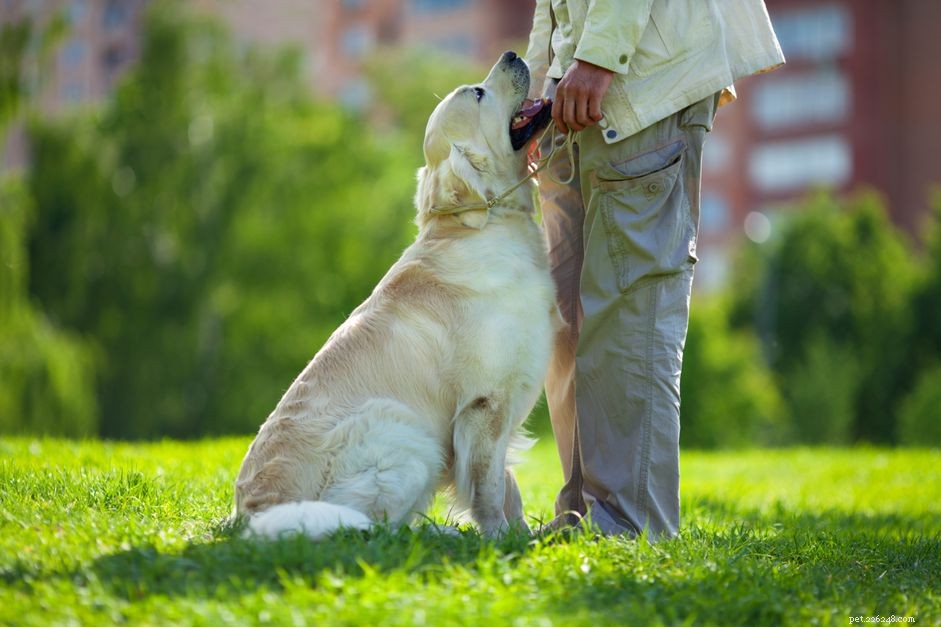 Teach Your Dog to Back Up: Simple, Reliable Training Steps