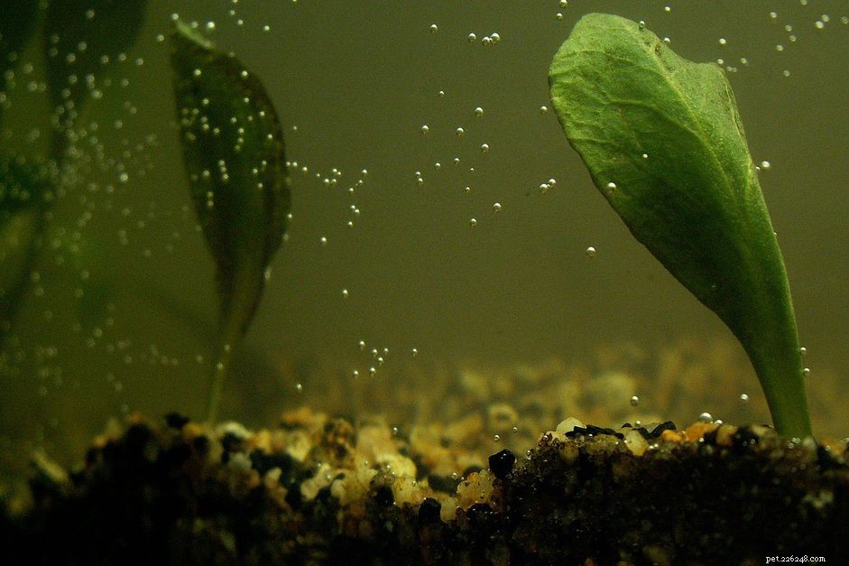 Manual Oxygenation for Aquariums During Power Outages: A Step-by-Step Guide