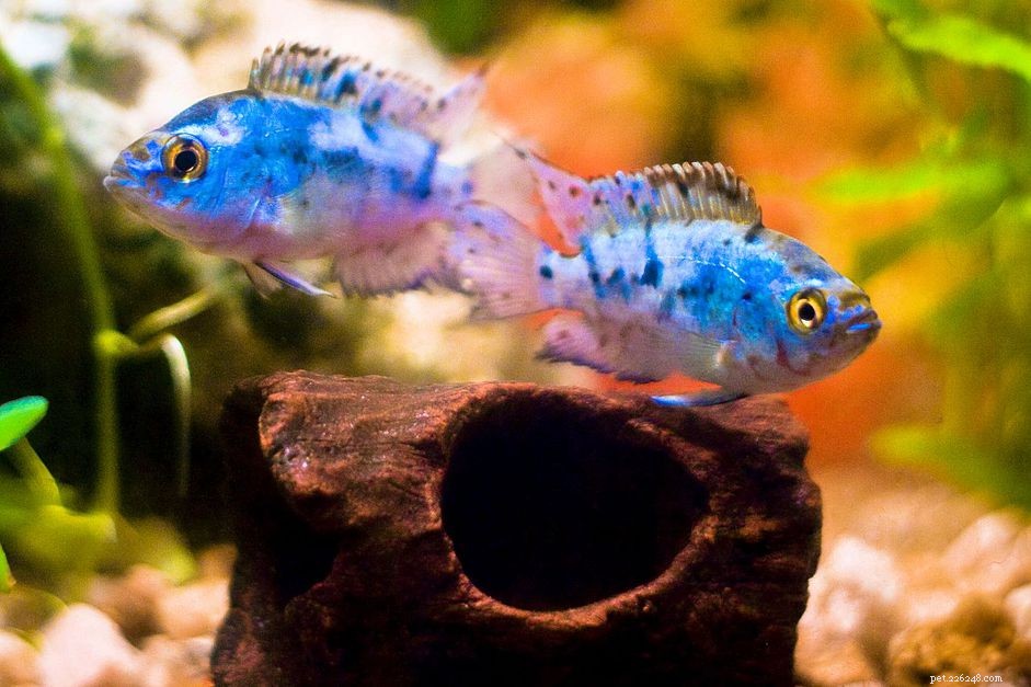 Explore Popular Fish Species Starting with the Letter J