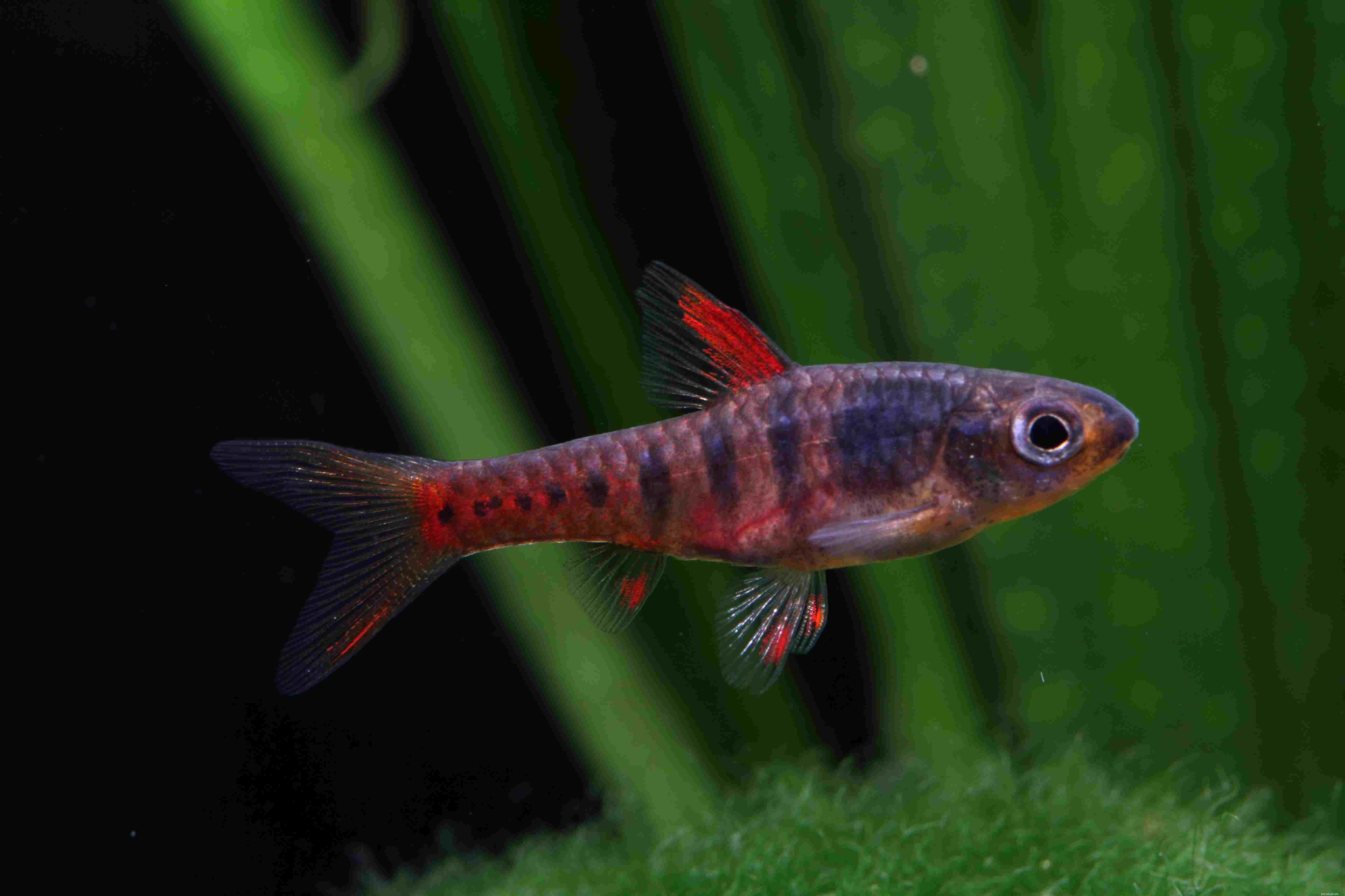 Explore Popular Fish Species Starting with the Letter J
