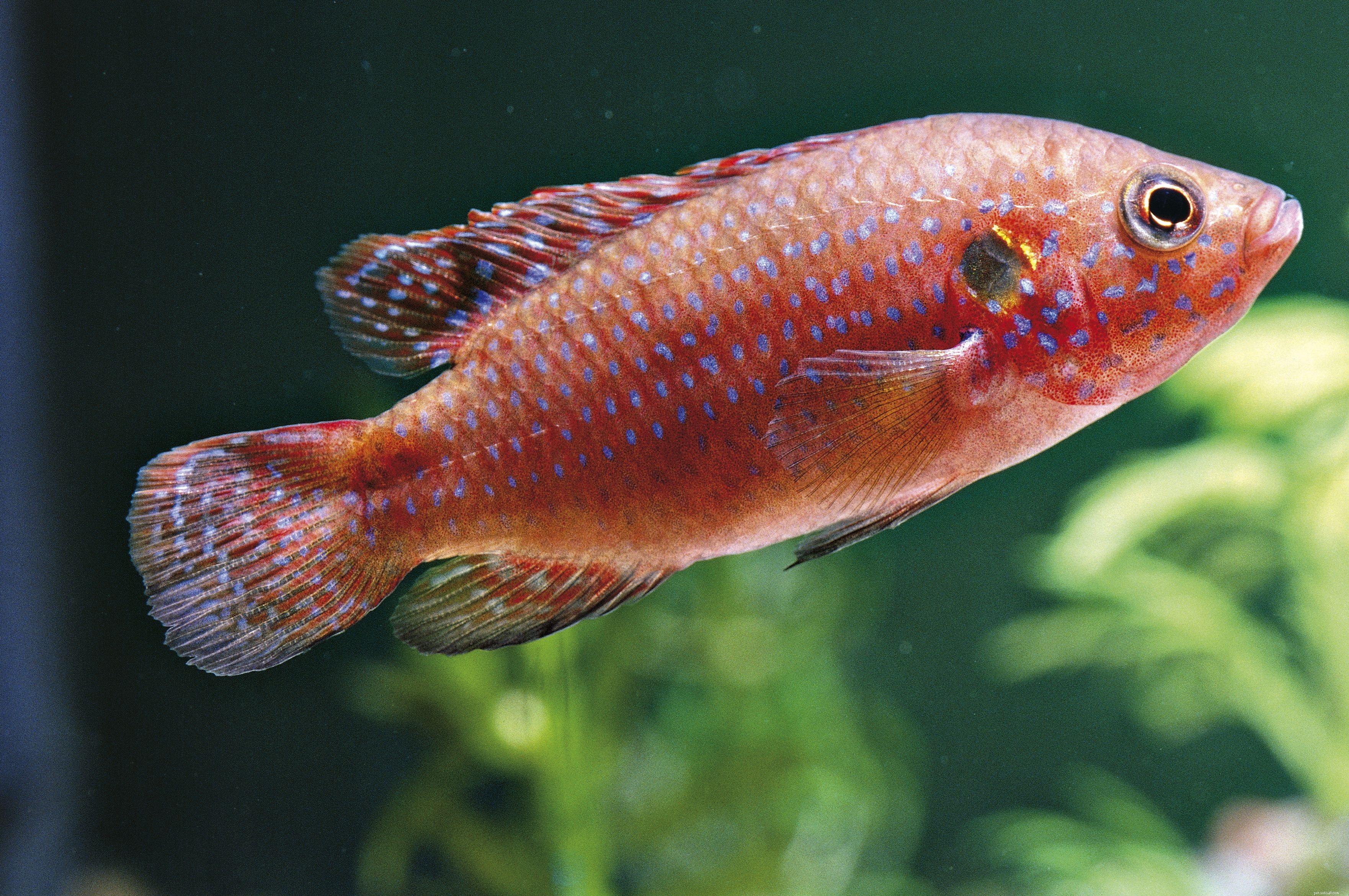 Explore Popular Fish Species Starting with the Letter J