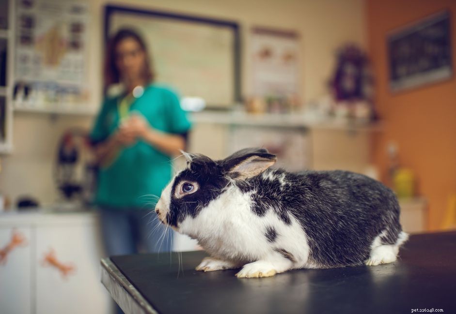 Top 10 Common Rabbit Diseases: Signs, Prevention, and Care