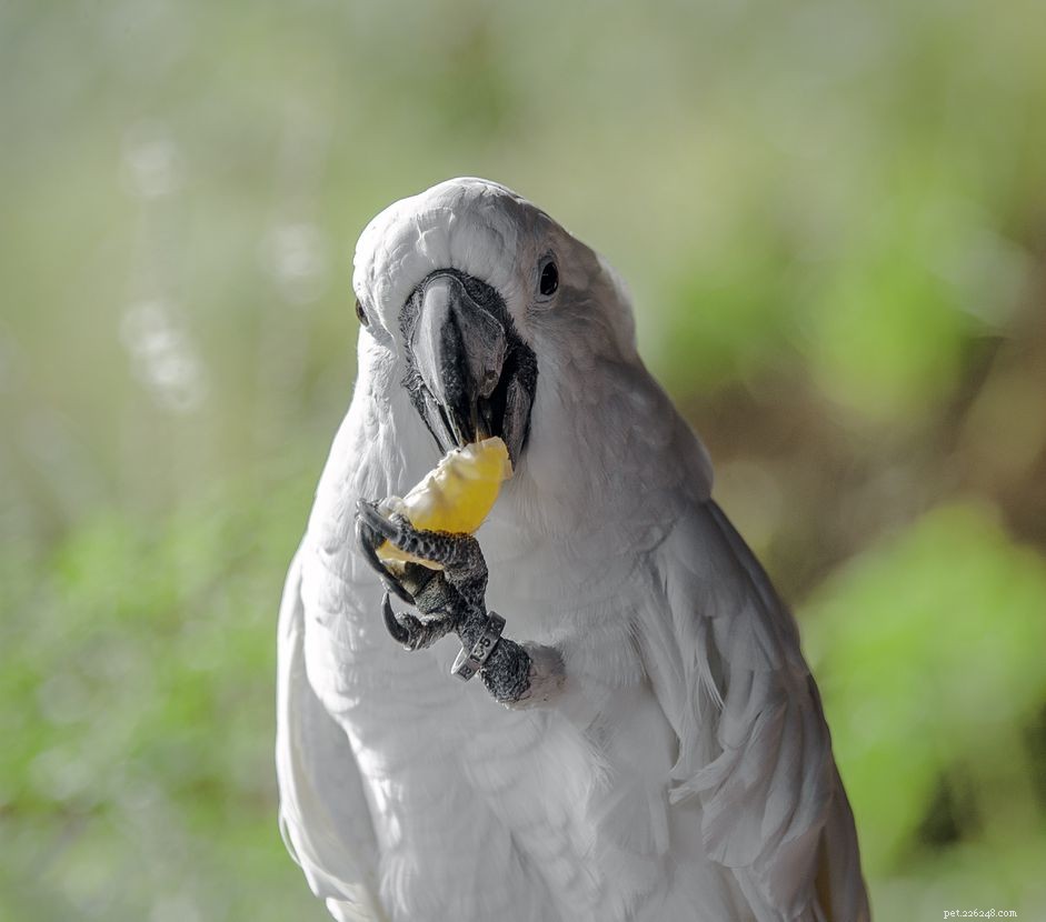 Domestic Bird Species in the U.S.: Breeding, Identification, and Care