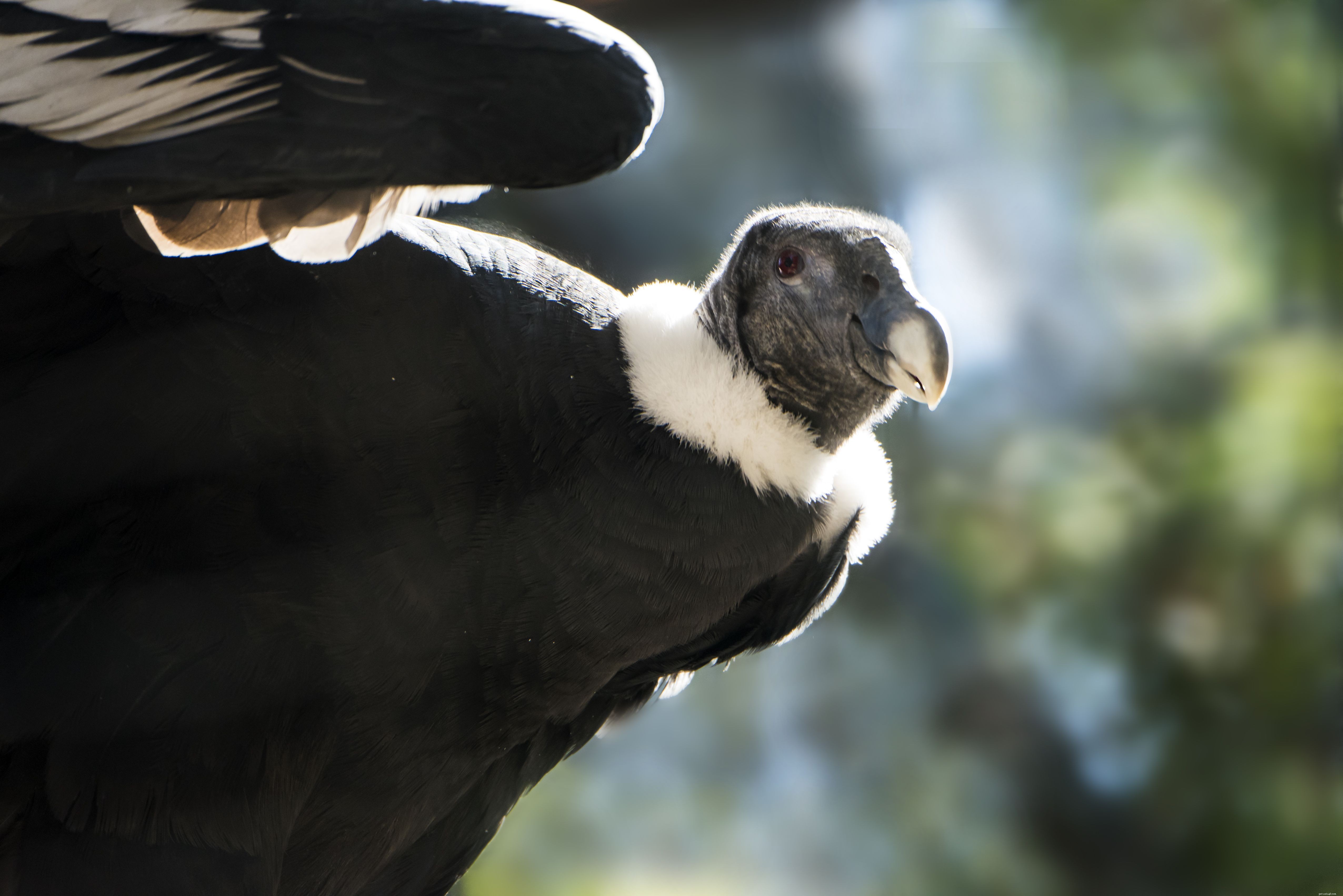 Domestic Bird Species in the U.S.: Breeding, Identification, and Care