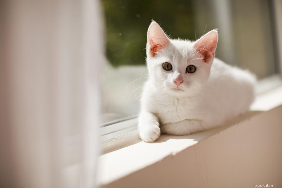 How to Convert Your Cat s Age to Human Years: A Clear, Reliable Guide