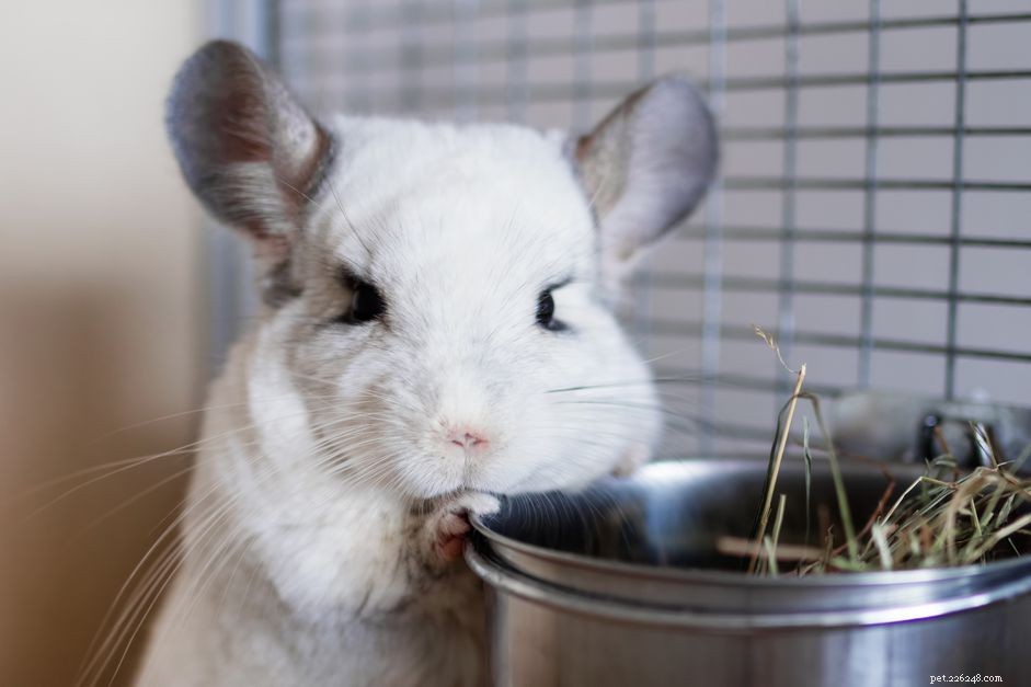 Chinchilla Care Guide: Everything You Need to Know