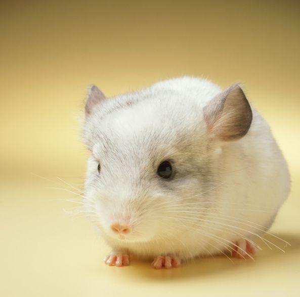 Chinchilla Care Guide: Everything You Need to Know