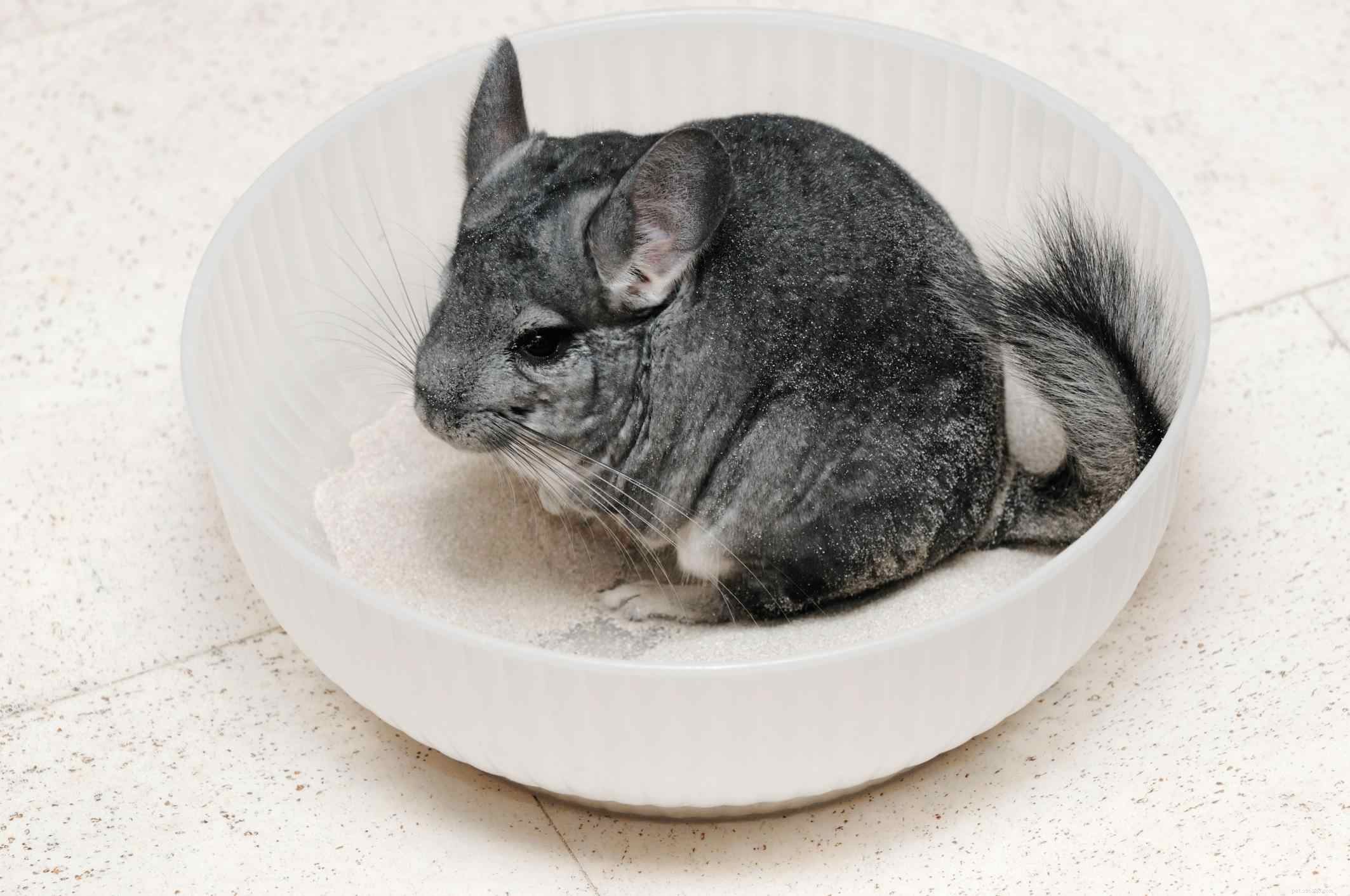 Chinchilla Care Guide: Everything You Need to Know
