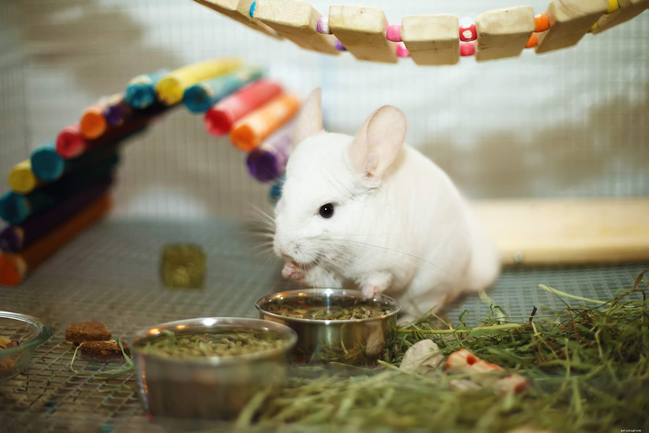 Chinchilla Care Guide: Everything You Need to Know