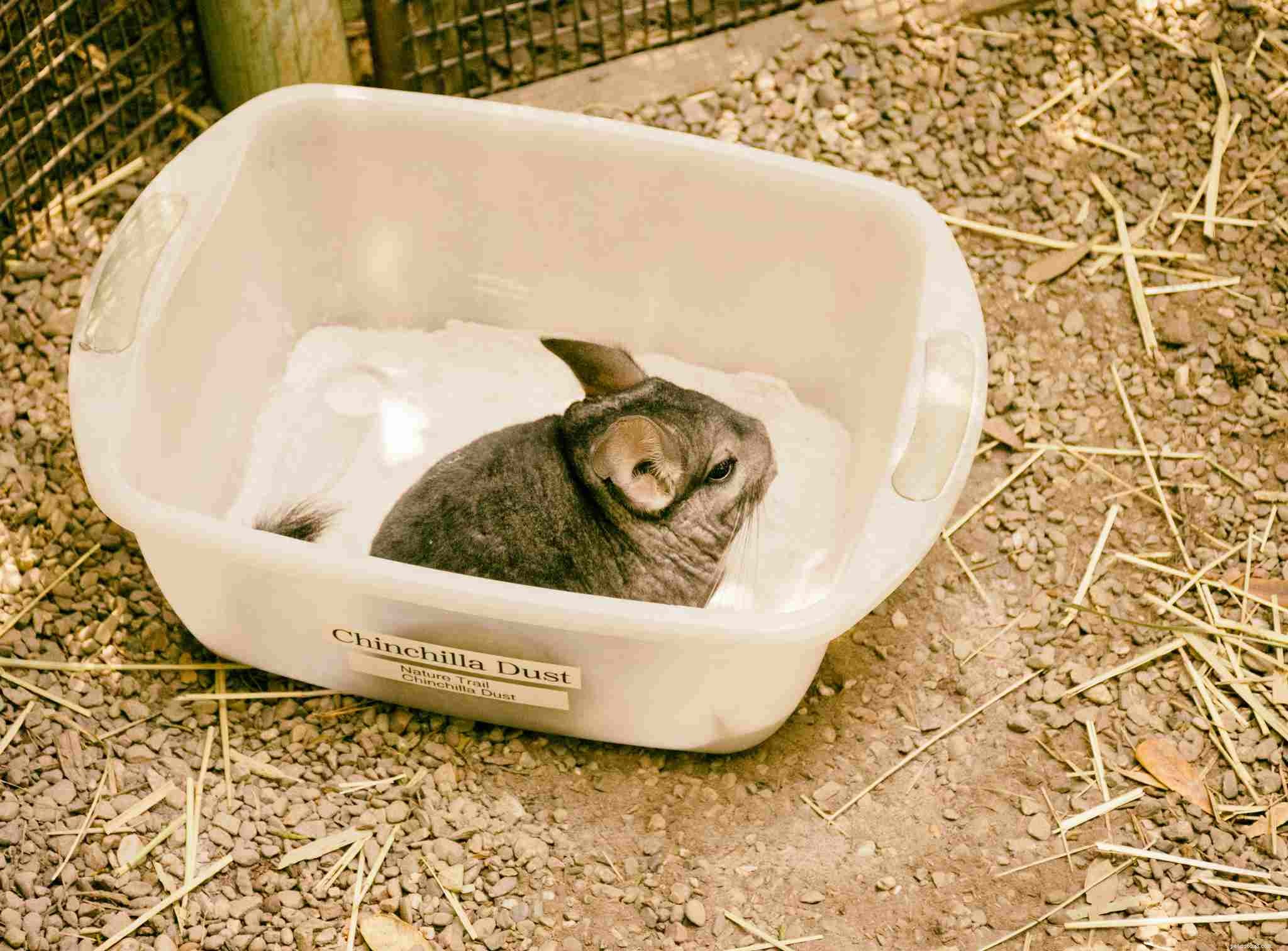 Chinchilla Care Guide: Everything You Need to Know