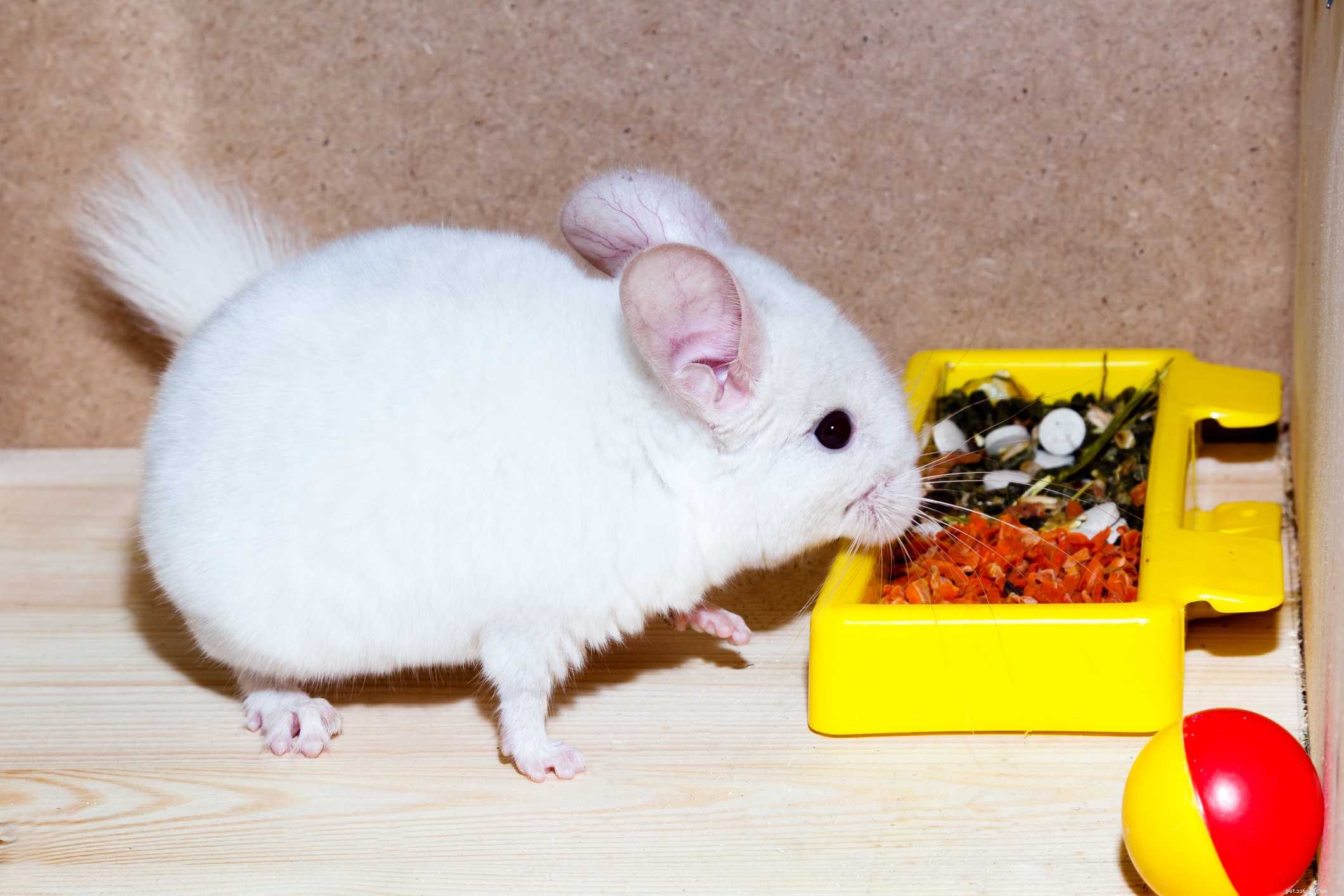 Chinchilla Care Guide: Everything You Need to Know