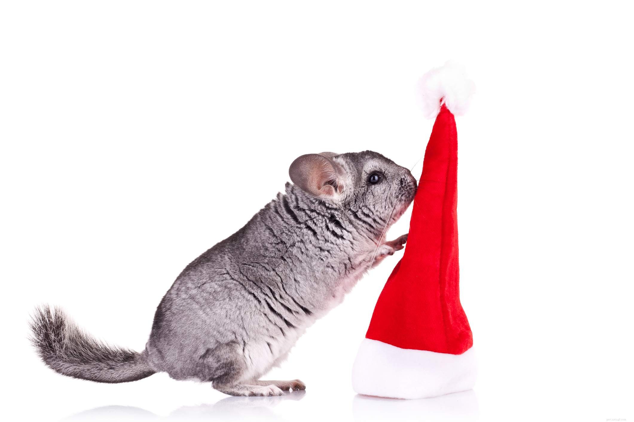 Chinchilla Care Guide: Everything You Need to Know