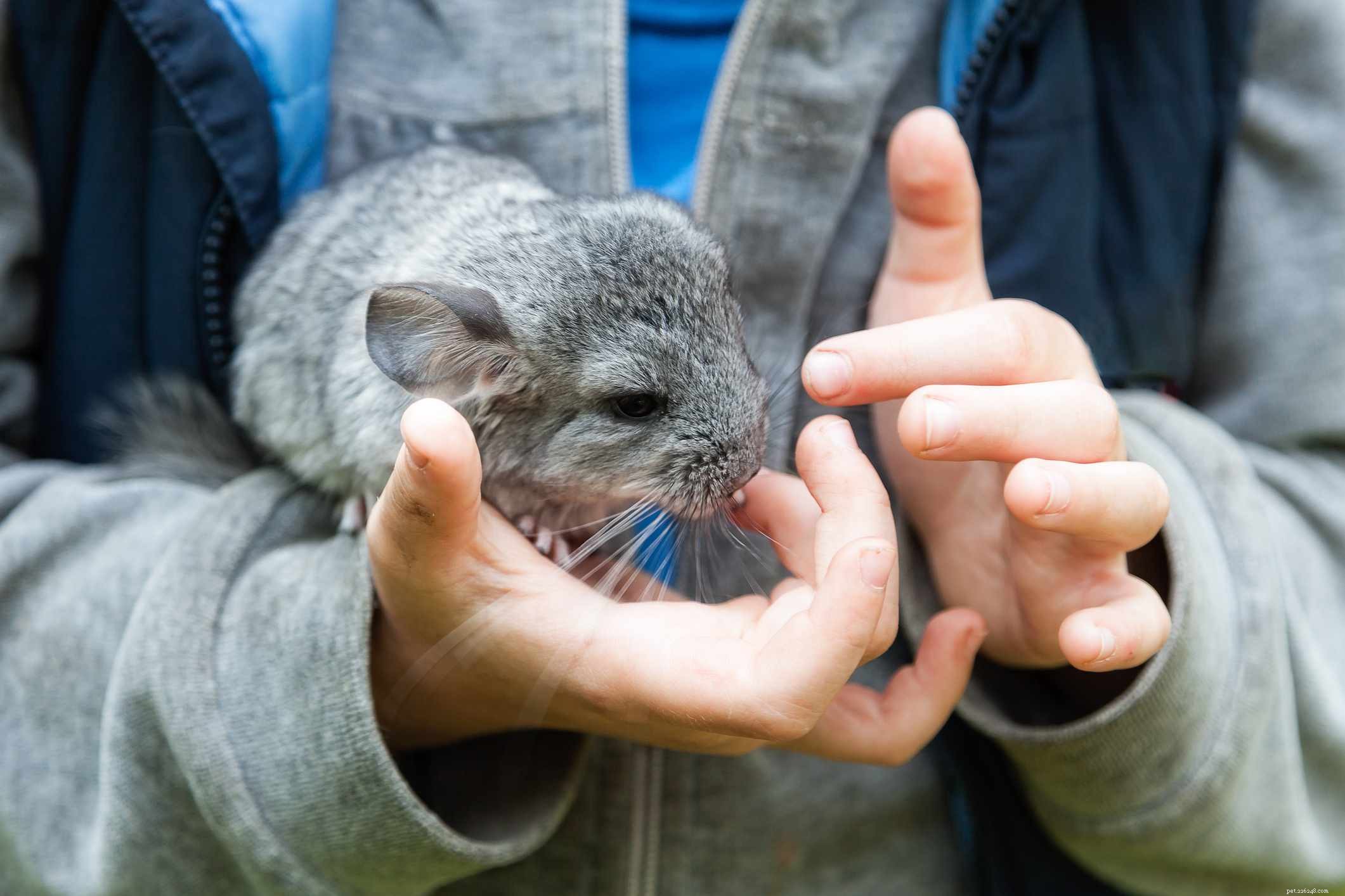 Chinchilla Care Guide: Everything You Need to Know
