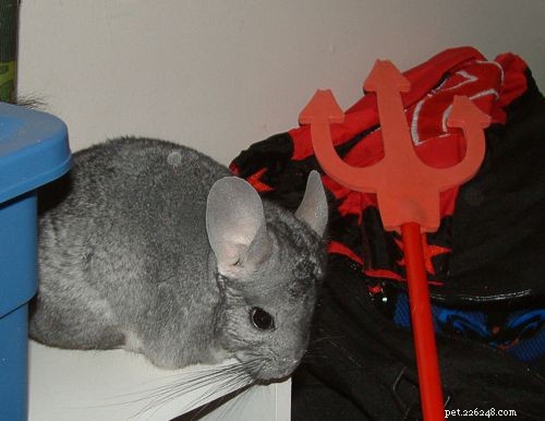 Chinchilla Care Guide: Everything You Need to Know
