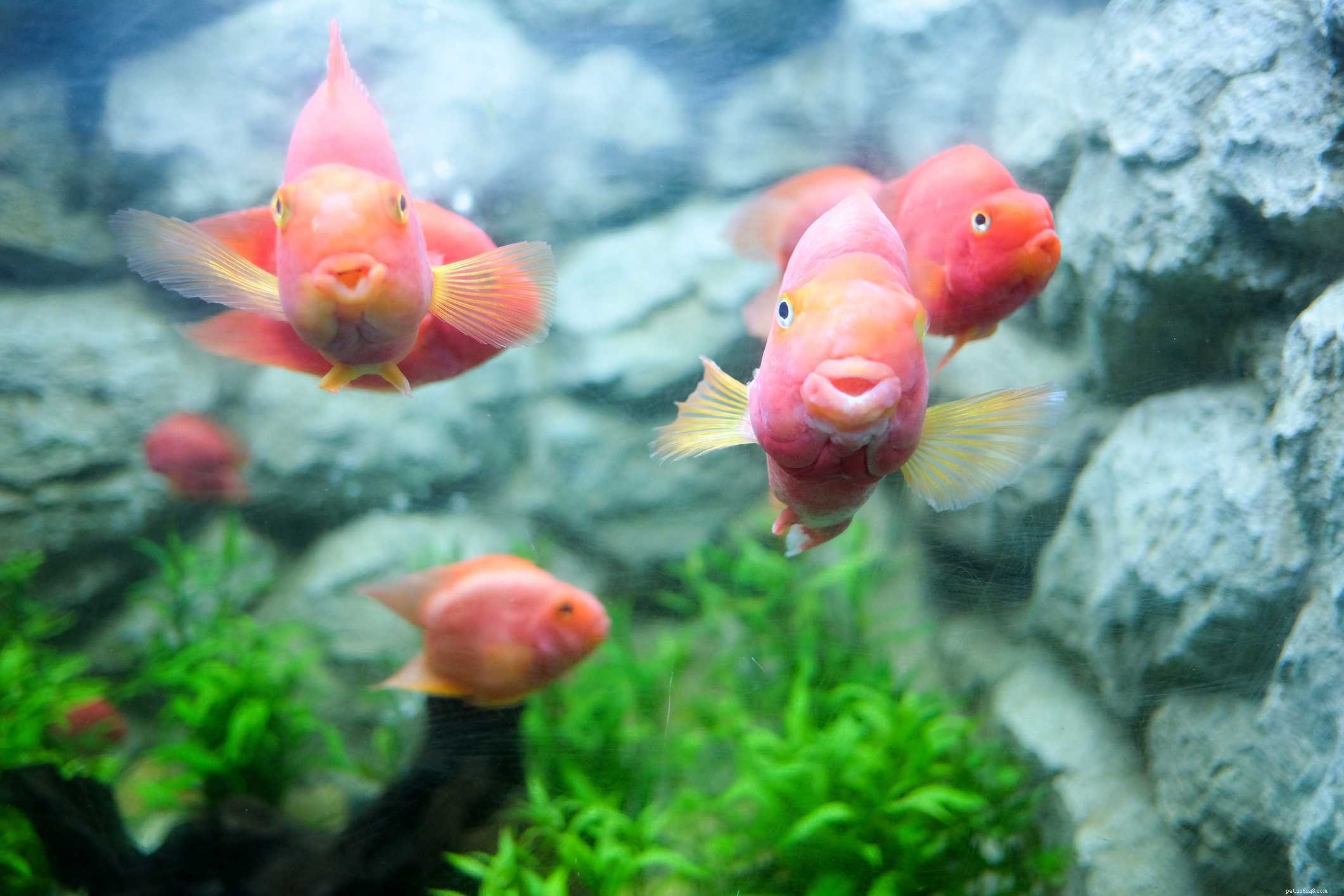 Ultimate Reference: Common Names of Aquarium Fish Species