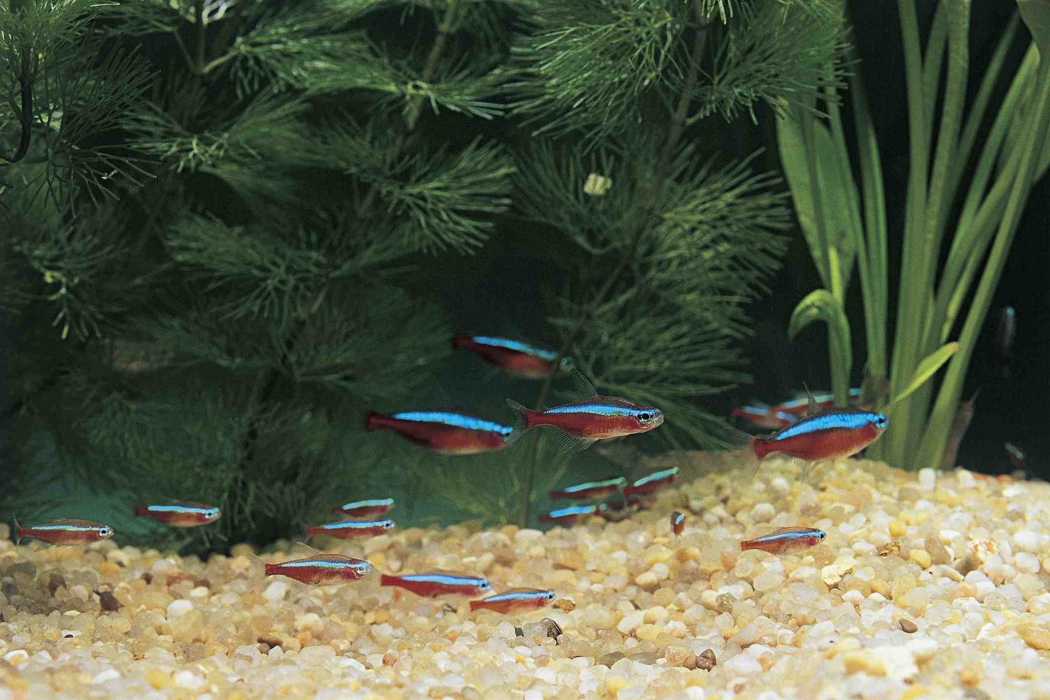 Ultimate Reference: Common Names of Aquarium Fish Species