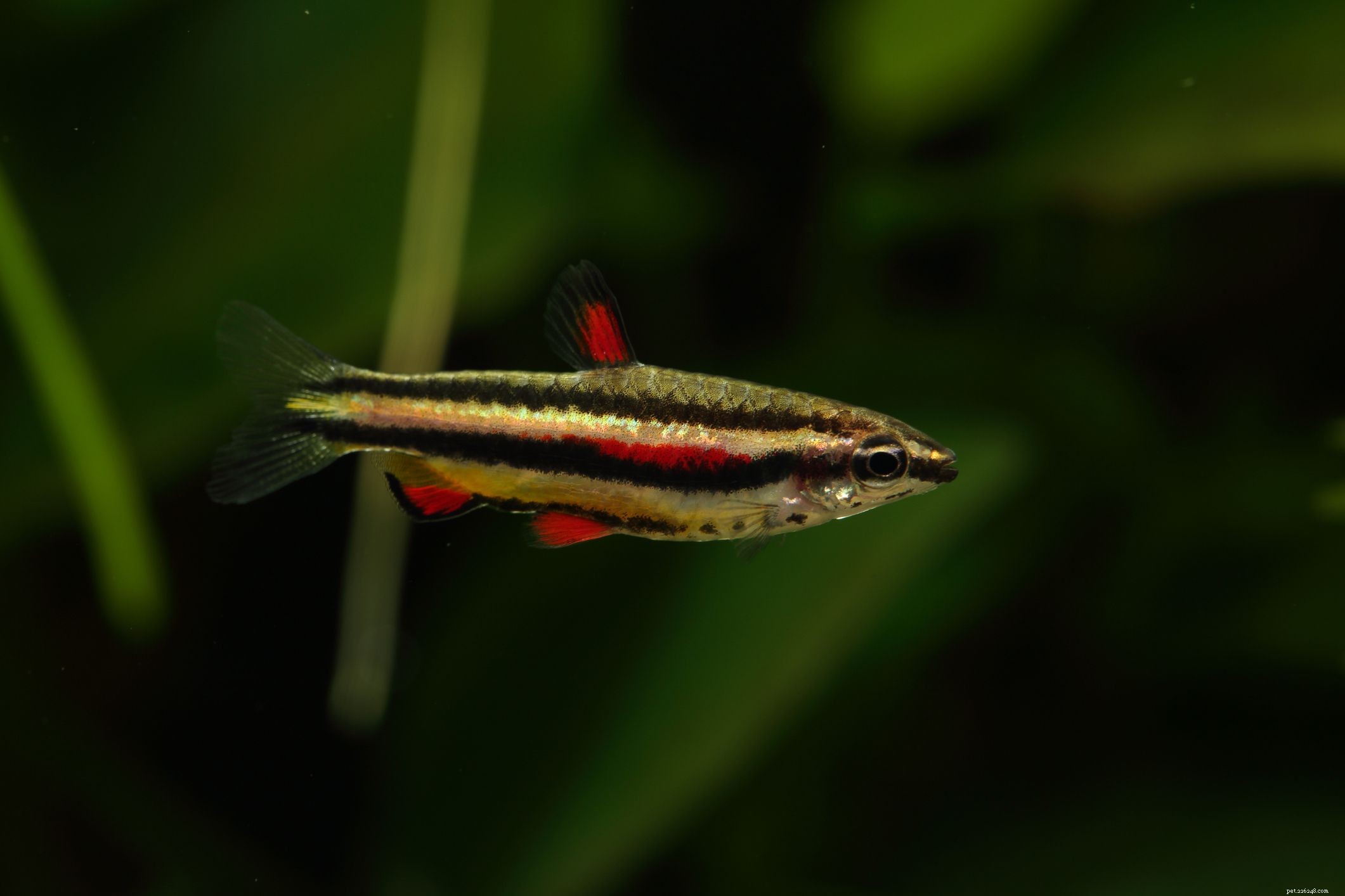 Ultimate Reference: Common Names of Aquarium Fish Species