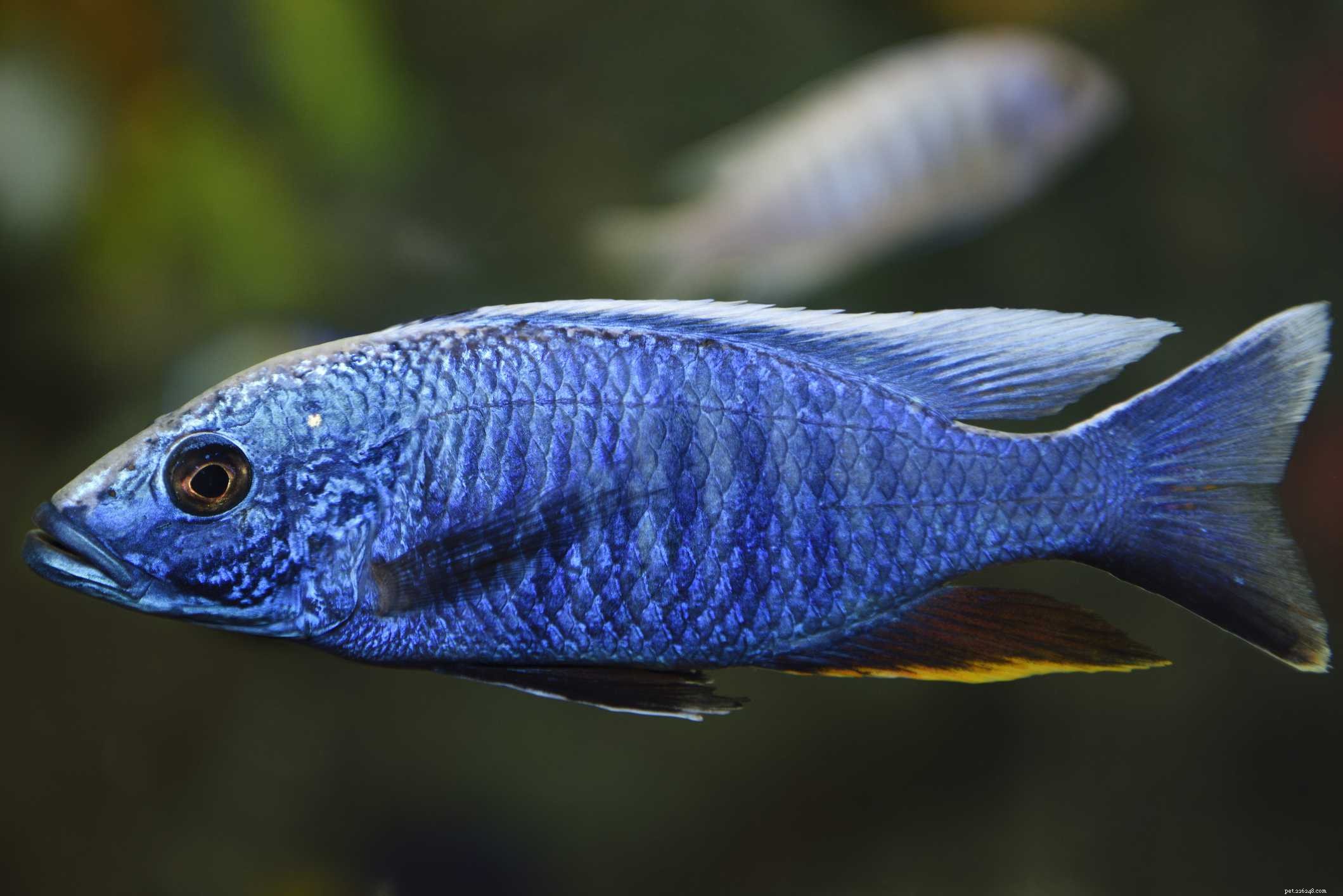 Ultimate Reference: Common Names of Aquarium Fish Species