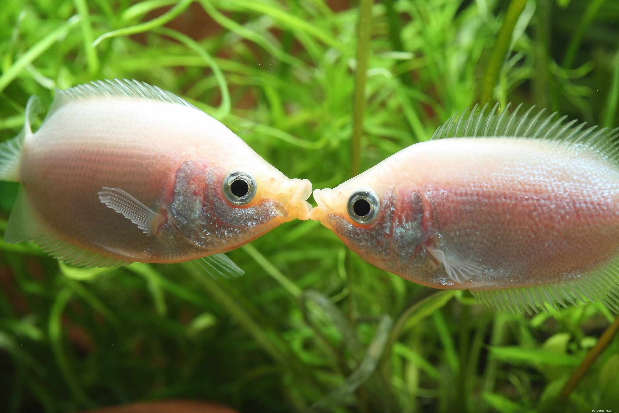 Ultimate Reference: Common Names of Aquarium Fish Species