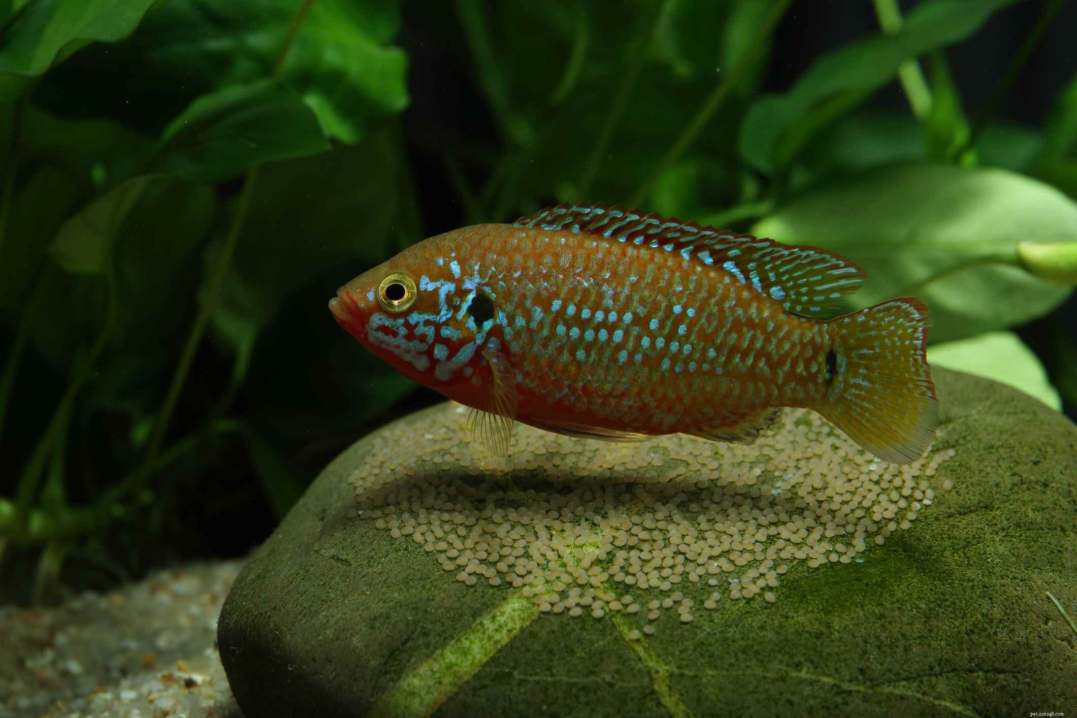 Ultimate Reference: Common Names of Aquarium Fish Species