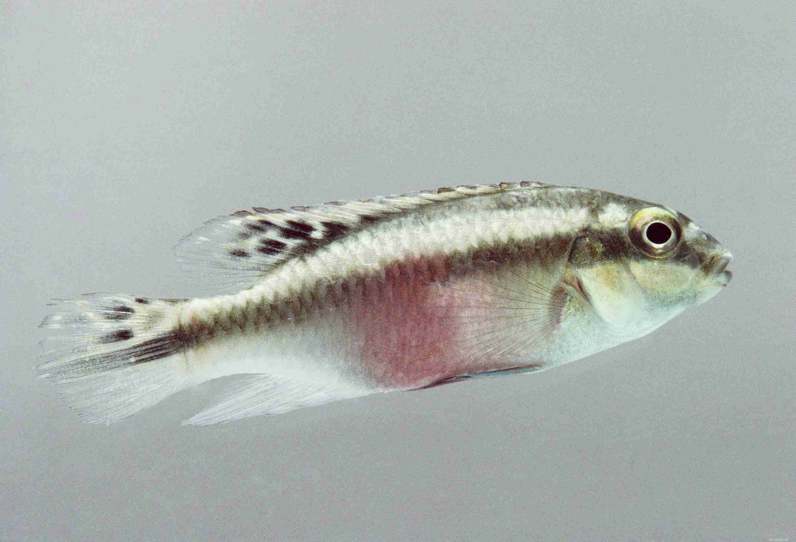 Ultimate Reference: Common Names of Aquarium Fish Species
