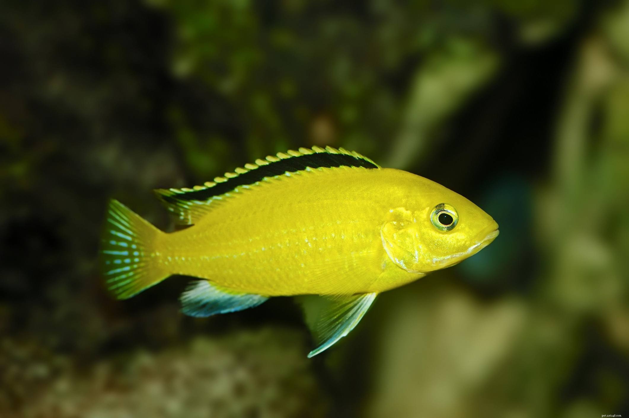 Ultimate Reference: Common Names of Aquarium Fish Species