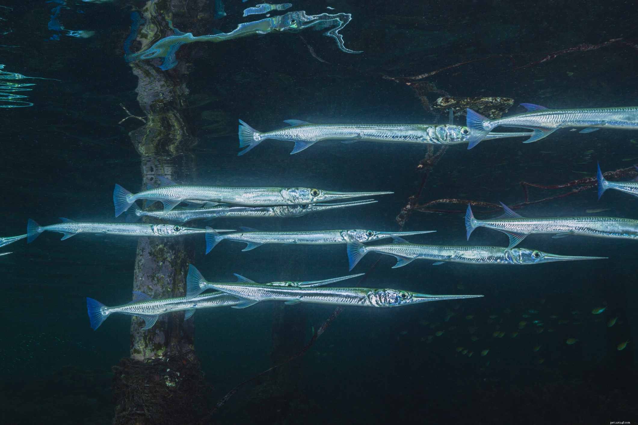 Ultimate Reference: Common Names of Aquarium Fish Species